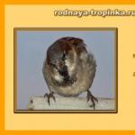 Zimujúce a sťahovavé vtáky - obrázky s menami pre deti Popis vtákov pre predškolákov