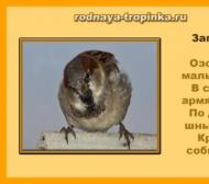Wintering and migratory birds - pictures with names for children Description of birds for preschoolers