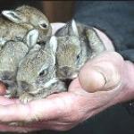 Forretningsplan for oppdrett av kaniner hjemme